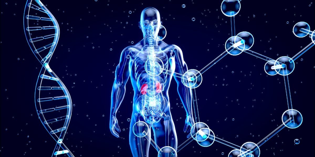 FORMAÇÃO ANEL EM ANATOMIA E MEDICINA LEGAL
